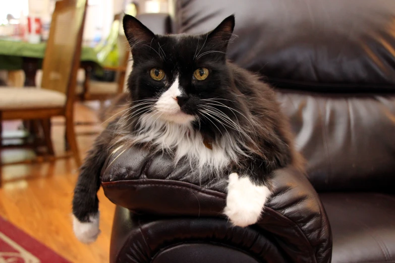 a cat is sitting on the back of a chair
