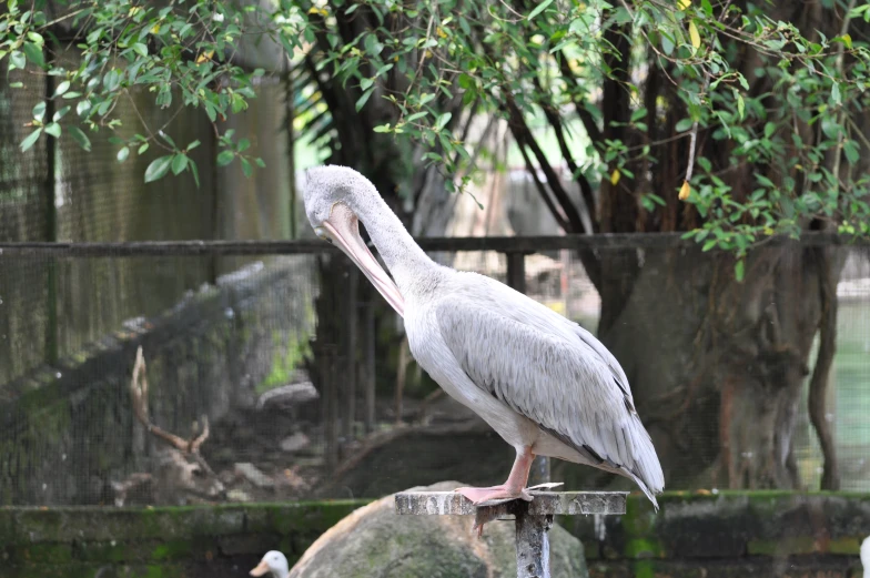 a bird with a large beak on a rock