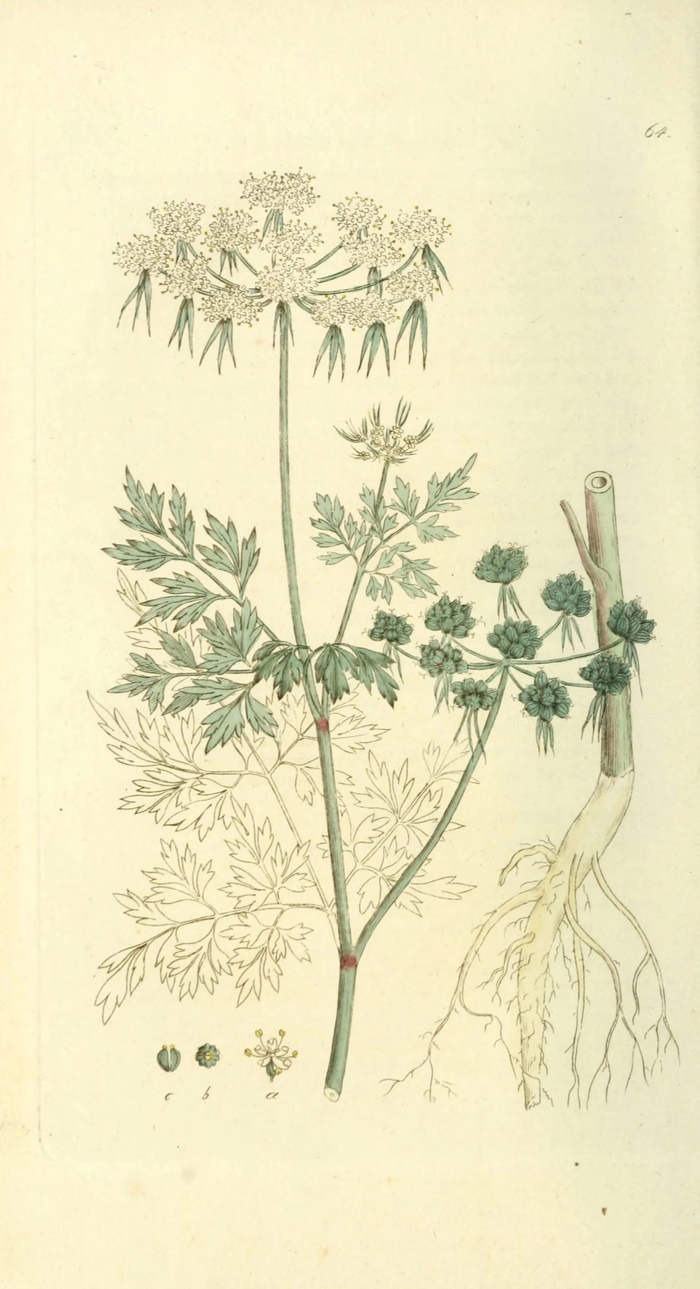 an illustration with roots in place next to a plant