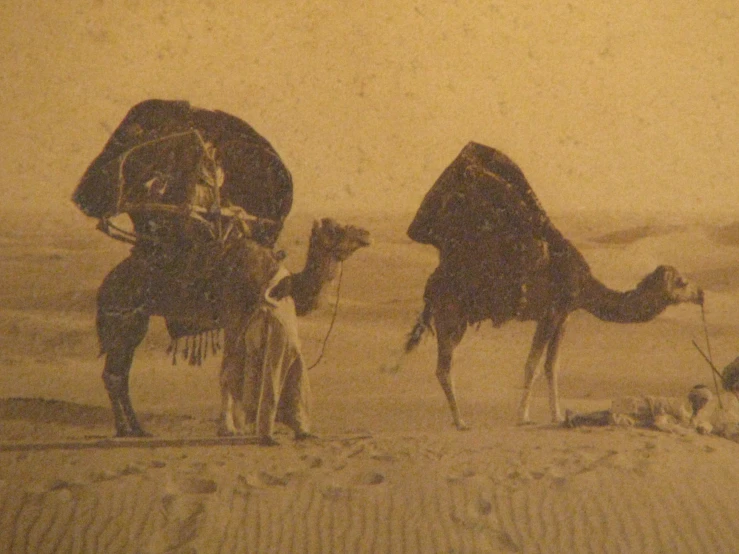 three desert animals walking in the sand