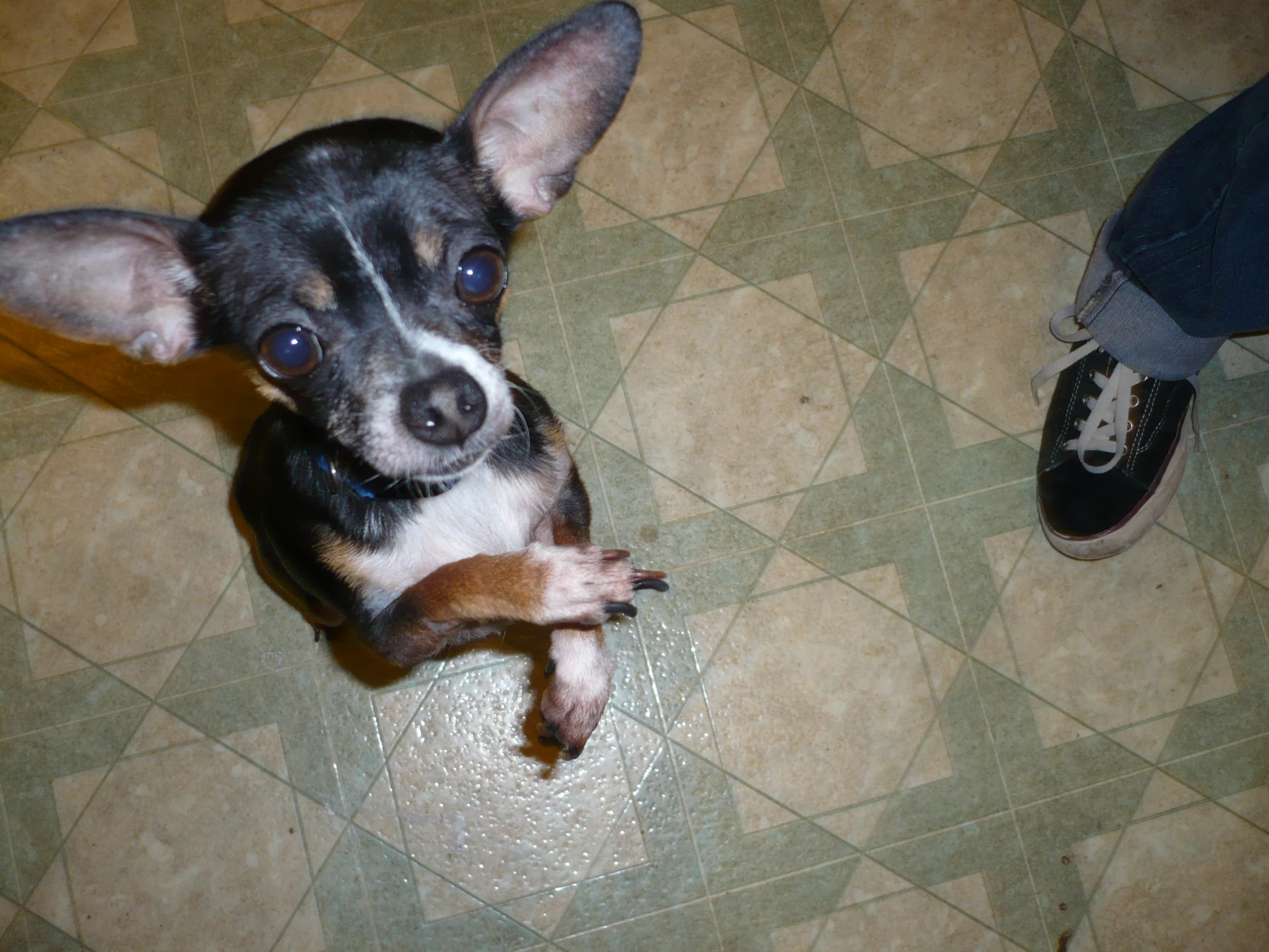 a small chihuahua sits on a tiled floor