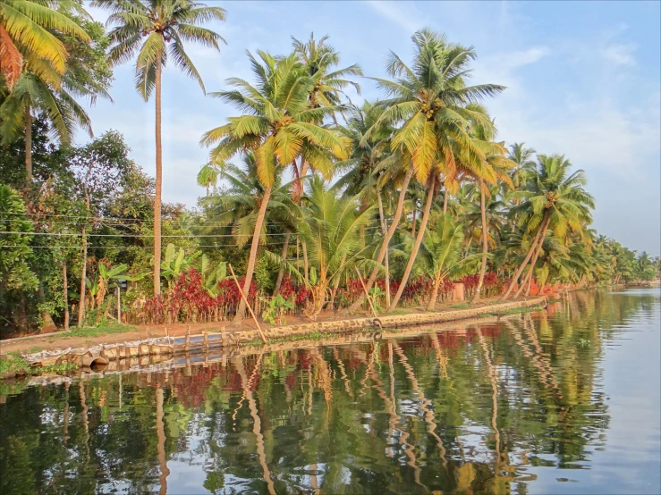 palm trees lining the shoreline of a tropical lake