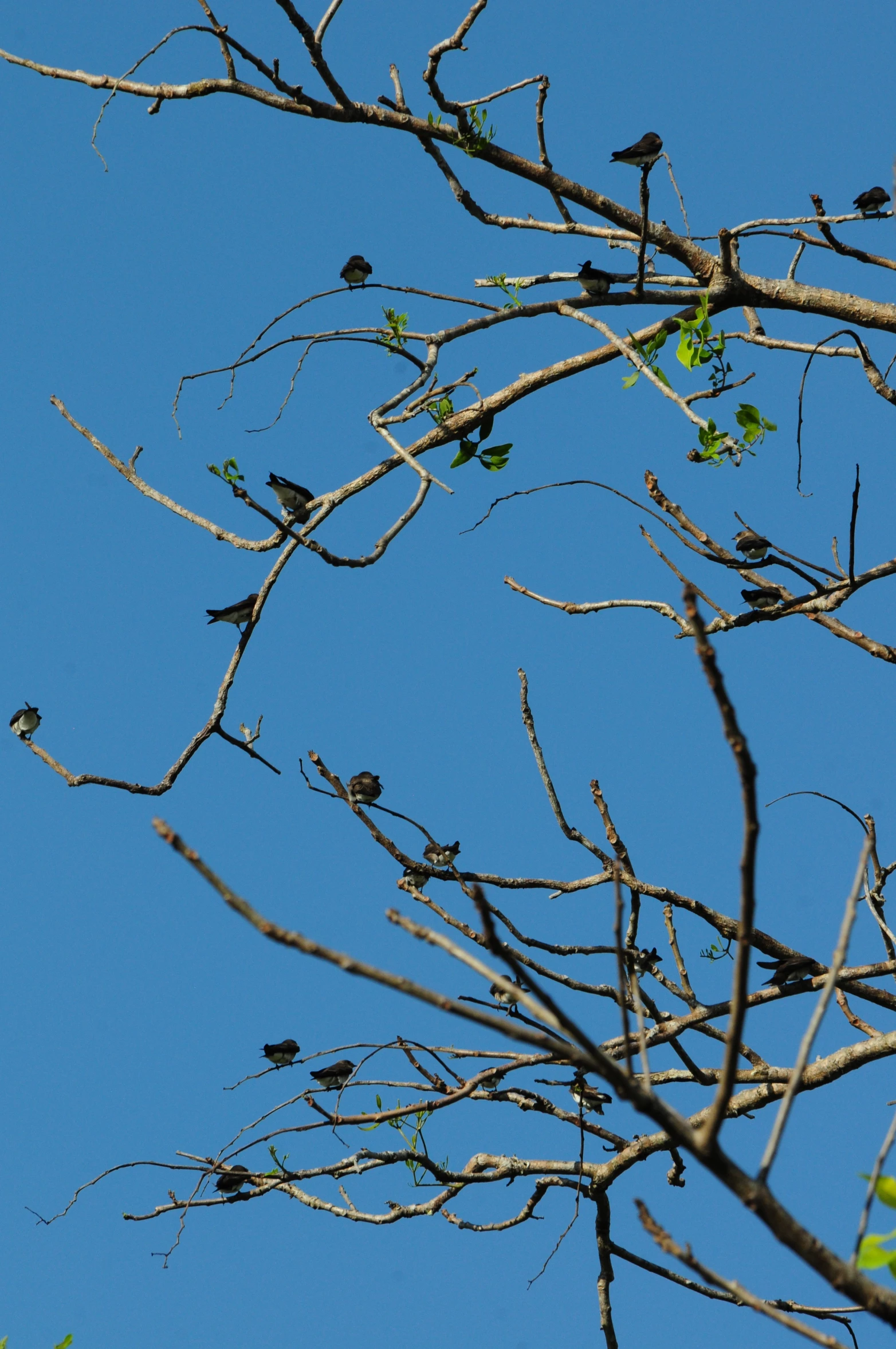 several birds sitting on top of nches with blue sky behind them