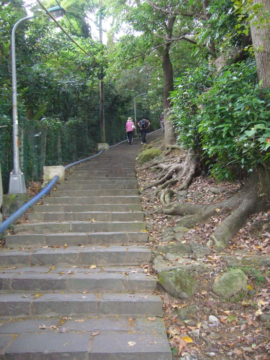 people walking up and down the stairs on a forested path