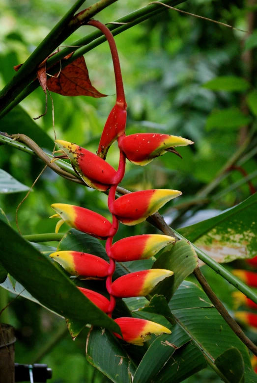 there is a red and yellow flower on the tree