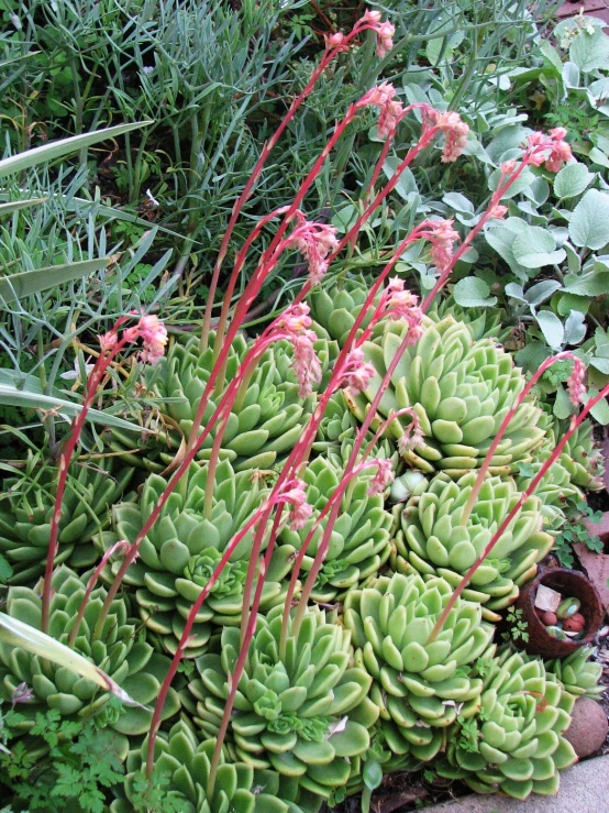 plants growing in a garden are in a large patch