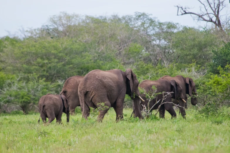 a herd of elephants standing in the grass