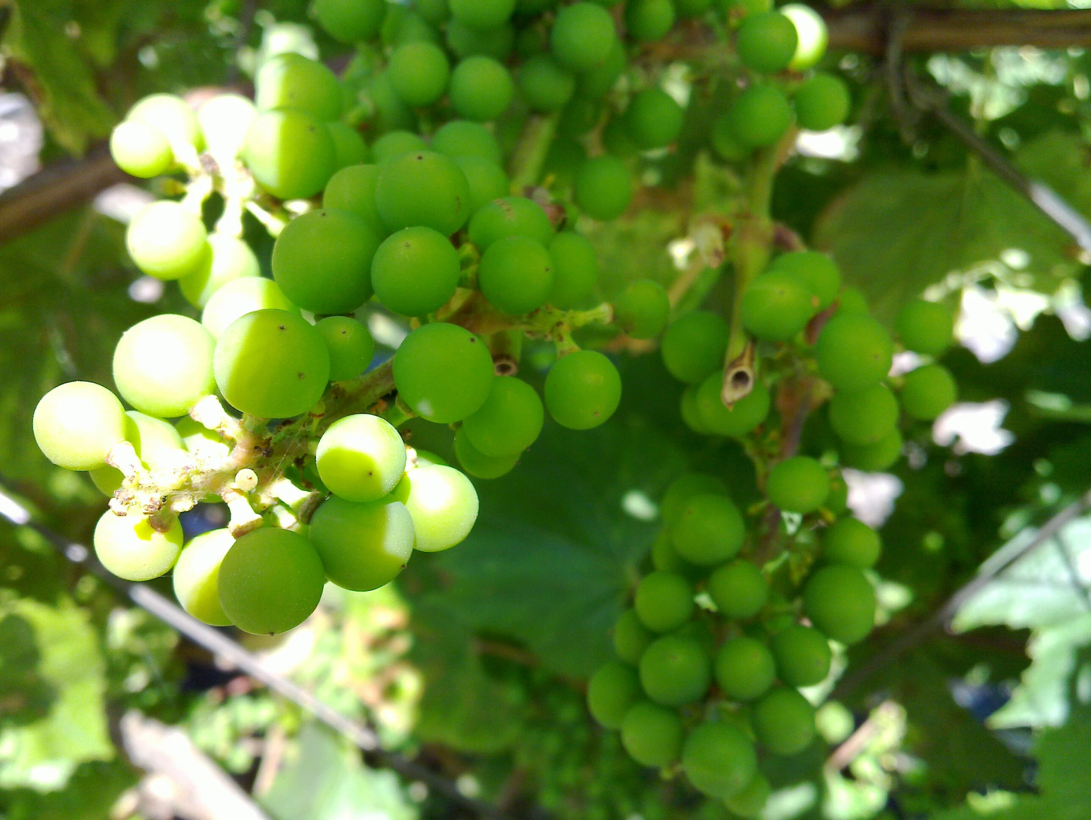 a bunch of gs growing on the vine