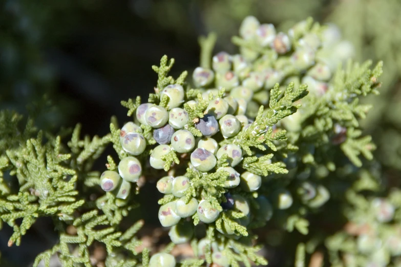 small buds on a pine tree nch with green leaves