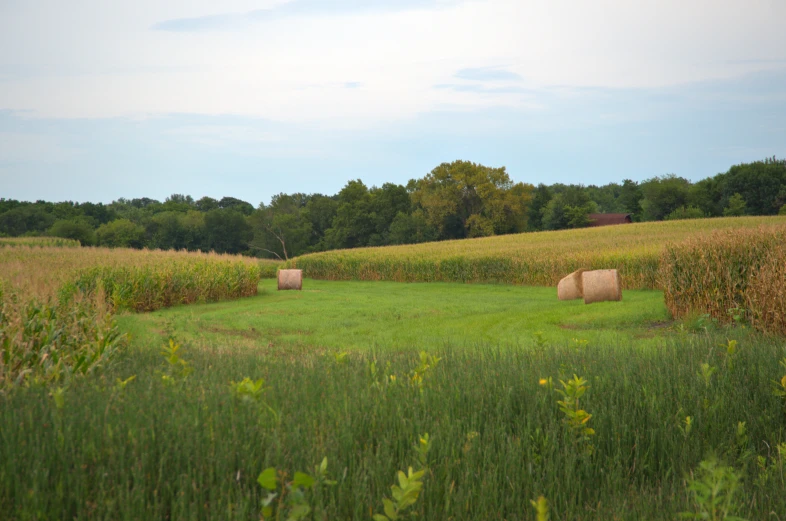 hay bales in a field with trees and shrubs