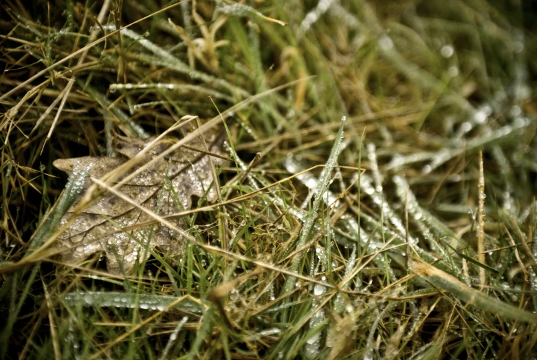 frost covered leaves lie in the grass