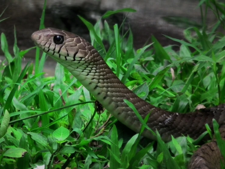 a snake with black and brown markings sitting in grass