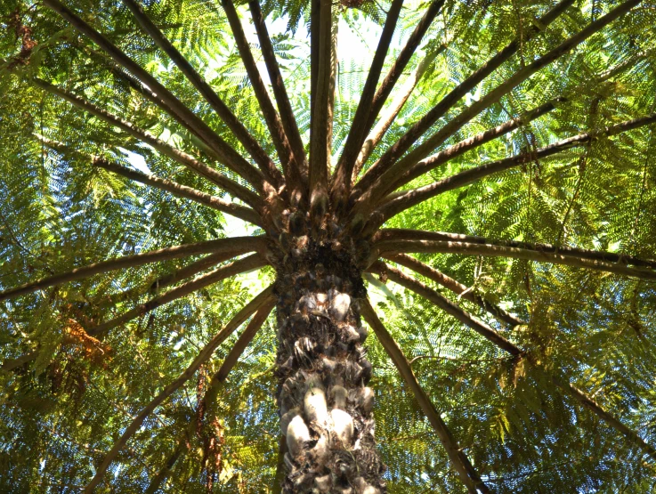 a tall tree with lots of green trees in the background