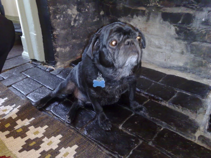 a black dog looking up in the air