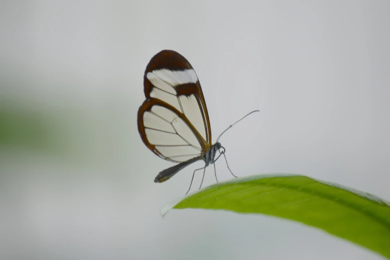 a brown and white erfly sitting on a green leaf