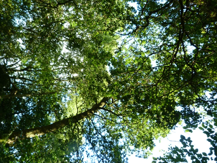 large leafy trees are in the sun in a forest