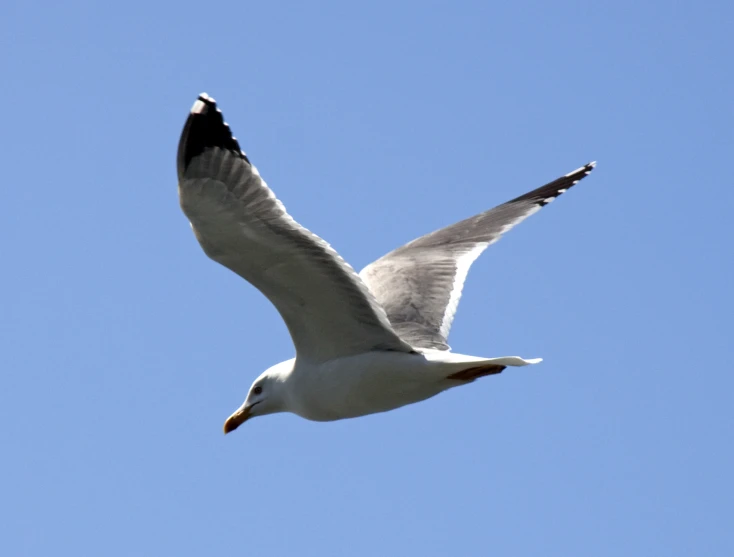 a seagull soaring through the air on a sunny day