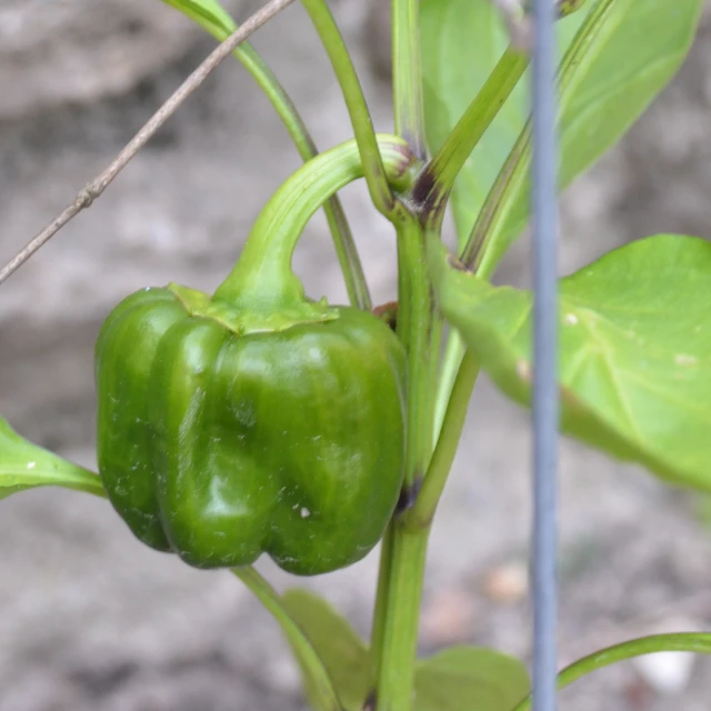 a green bell pepper is growing on a tree