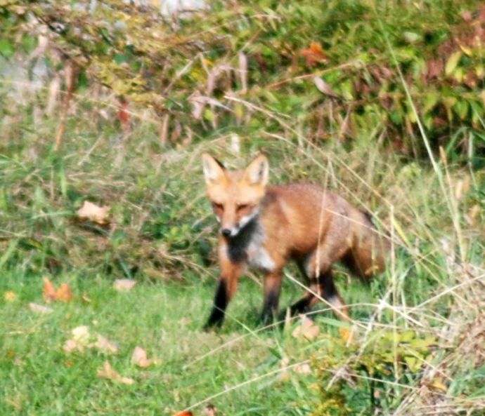 a young red fox strolls through some grass