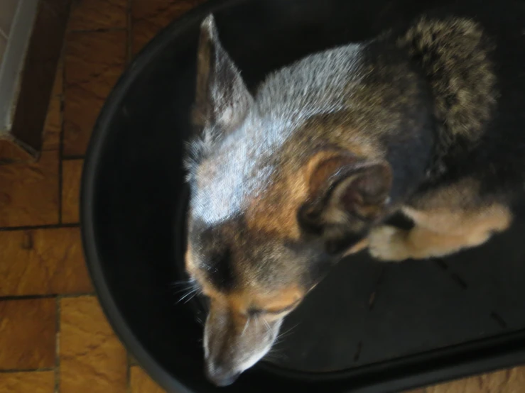 a small dog sitting in a black chair