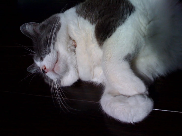 a cat sleeping on the ground in the dark