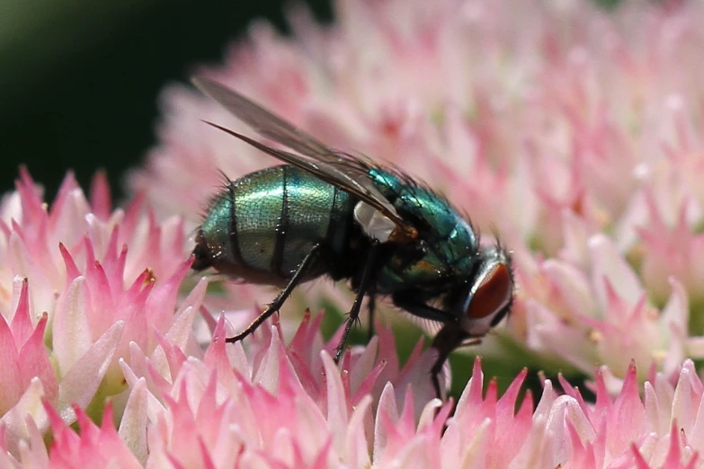 a fly on a pink flower is staring at the camera