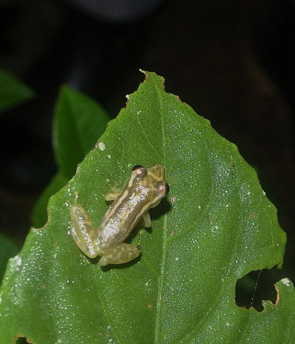 an image of a frog on a leaf