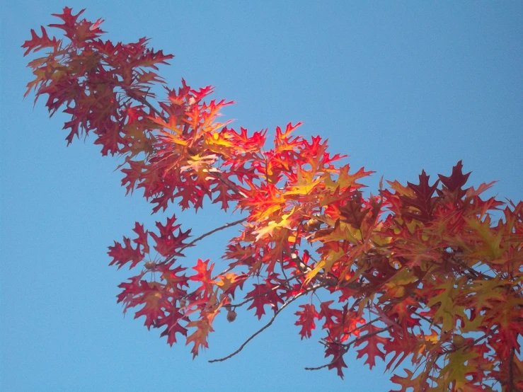 red leaves in the sunlight, against the blue sky