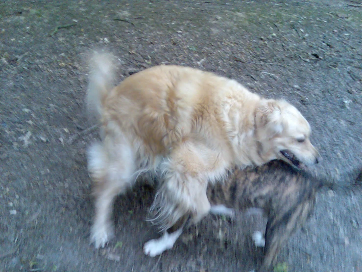 dog fighting over a cat in the dirt