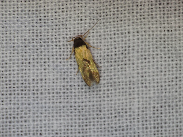 a yellow and black insect sitting on top of a white cloth