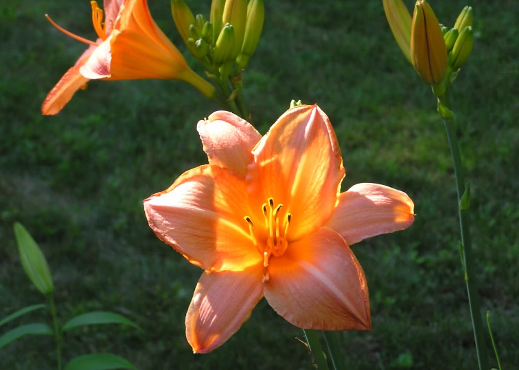 bright orange lilies in a field of green grass