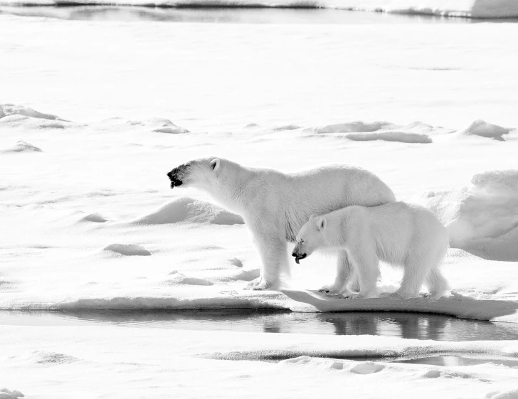 a polar bear and her cub on an icy surface