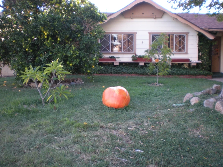 a big orange ball that is laying on the grass