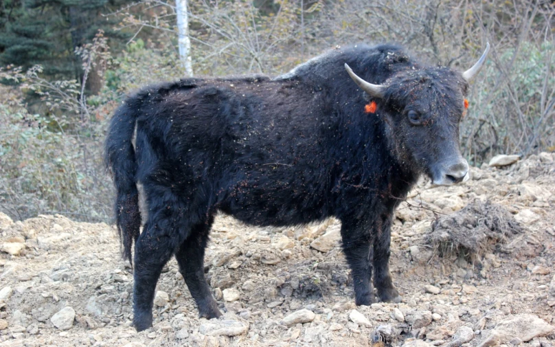 a black bull standing on a rocky trail with trees in the background