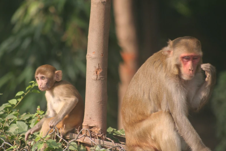 two monkeys sitting together in the trees