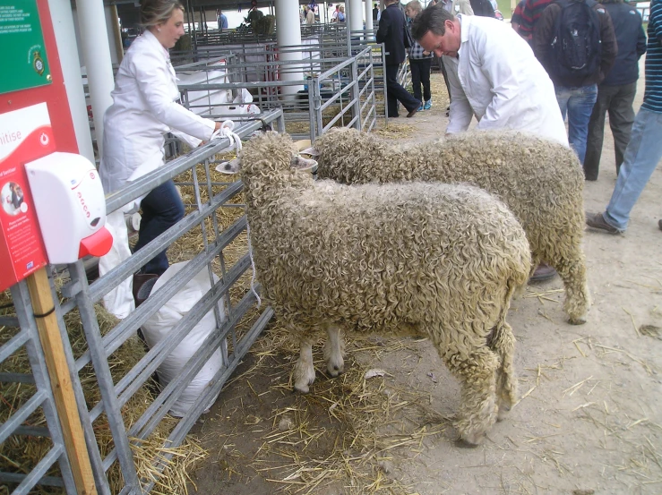 the people are feeding sheep from a stand