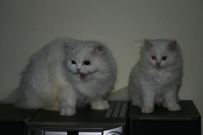 two white cats are standing on top of an entertainment center