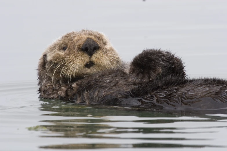 a river otter floats in the water while watching its surroundings