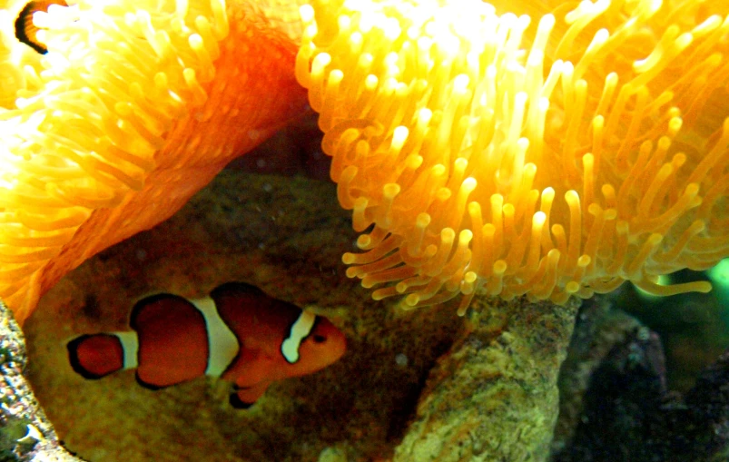 an orange and white clown fish hiding among sea life