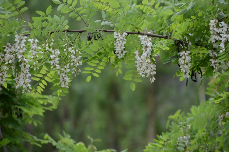 a nch with white flowers hanging off of it