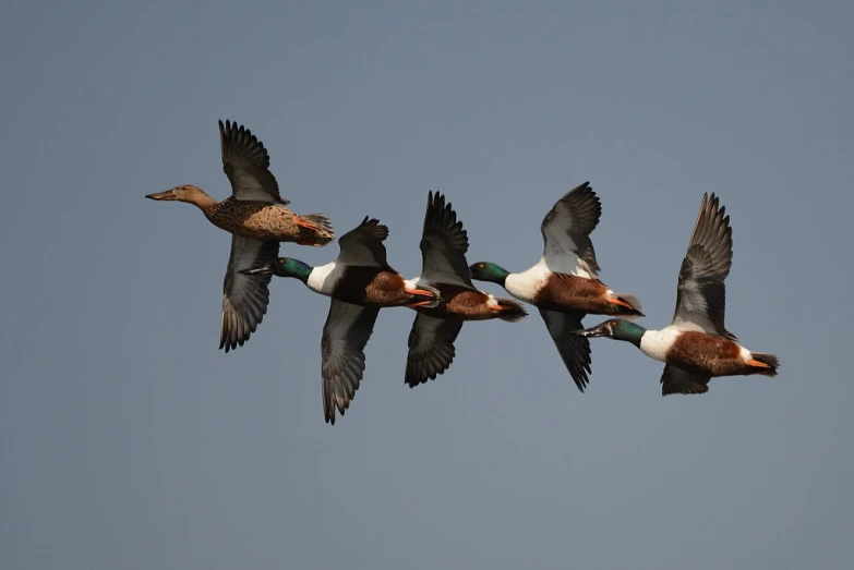 a group of ducks flying in the blue sky