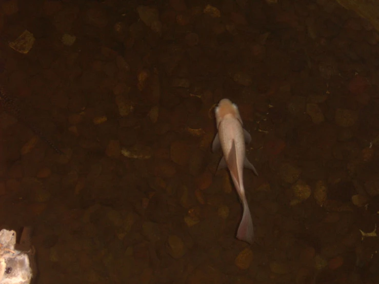 a dead fish swimming through the water at night