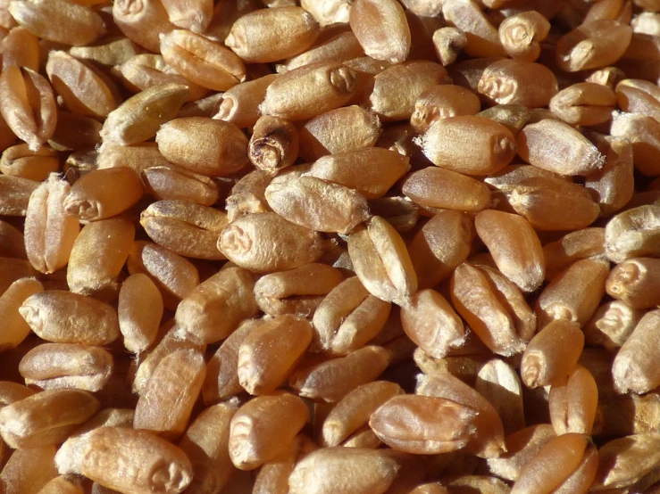 a pile of brown seeds sitting on top of a wooden table