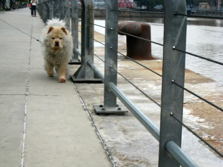 an adult dog walking in the rain behind gate