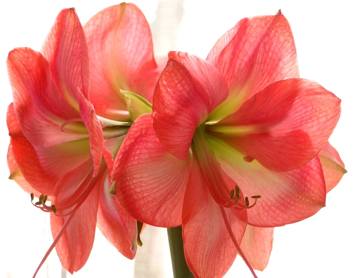 two red flowers sit close together with each other