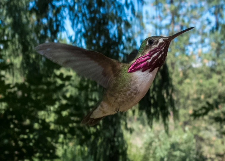 a hummingbird flying towards a tree filled forest