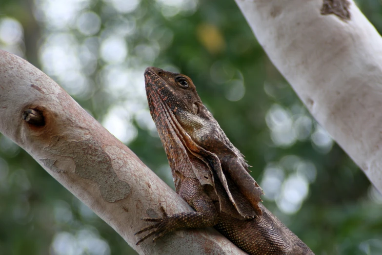 there is a large lizard on the nch of a tree