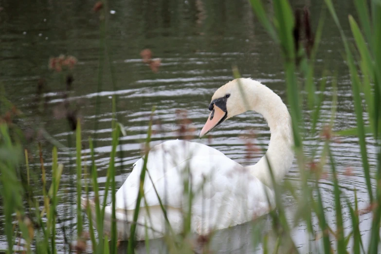 a duck that is swimming in some water