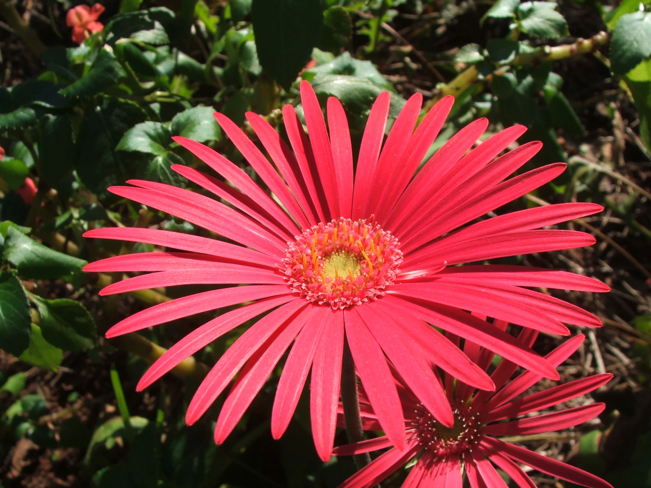 this is a flower with a big bright red center