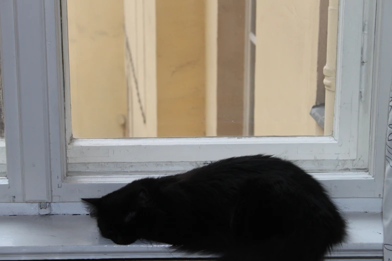 a cat sitting on the ledge looking outside a window